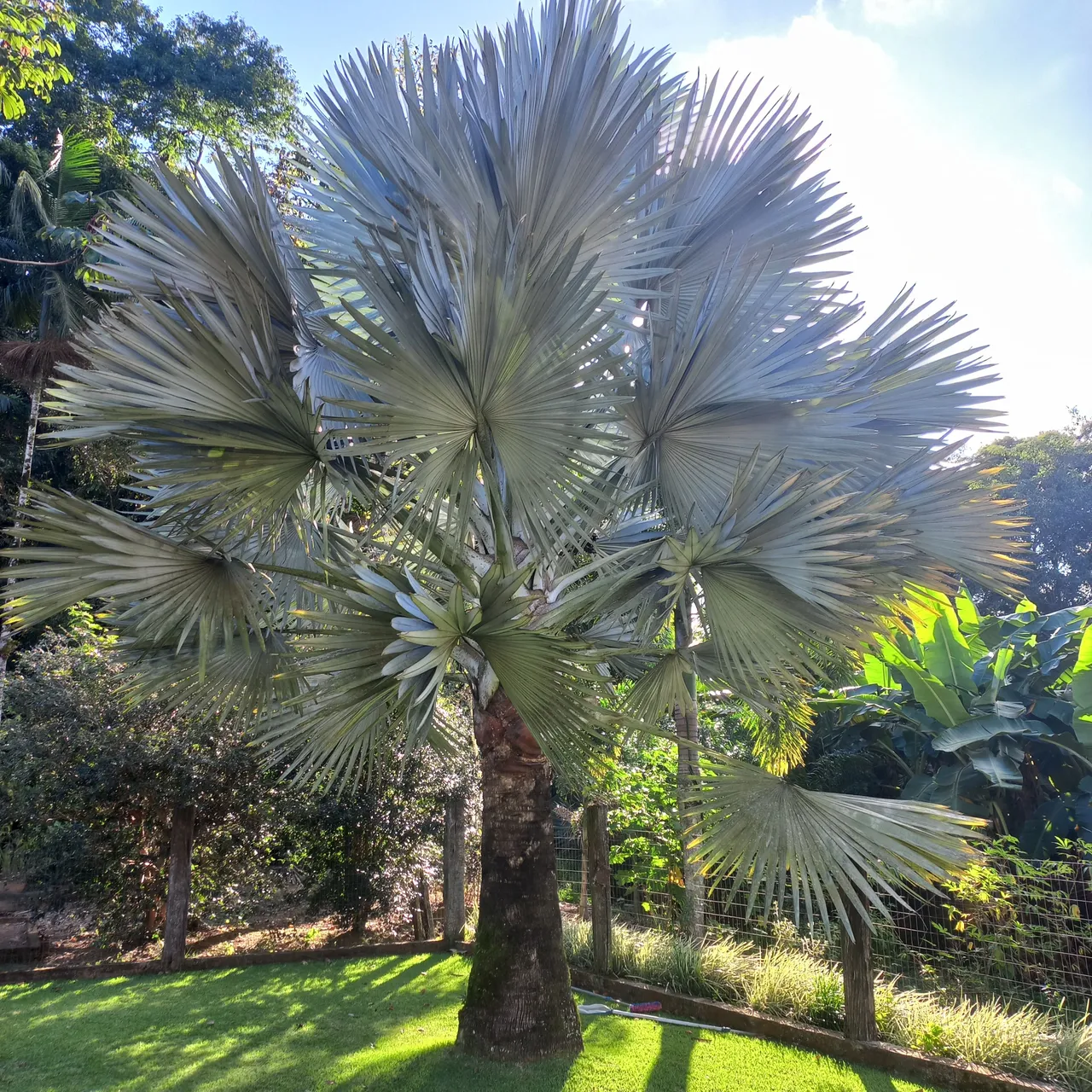 Palmeira Bismarckia Nobilis - Exuberância para seu jardim