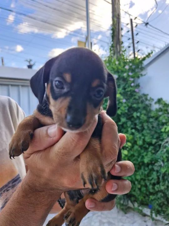 RAÇA SALSICHINHA (DACHSHUND) - Foto 4
