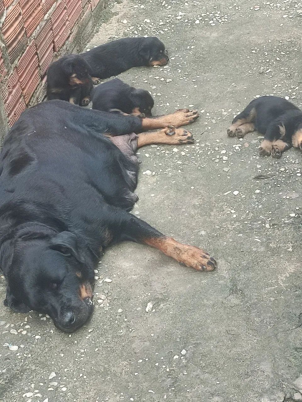 Rottweiler filhotes - Foto 2