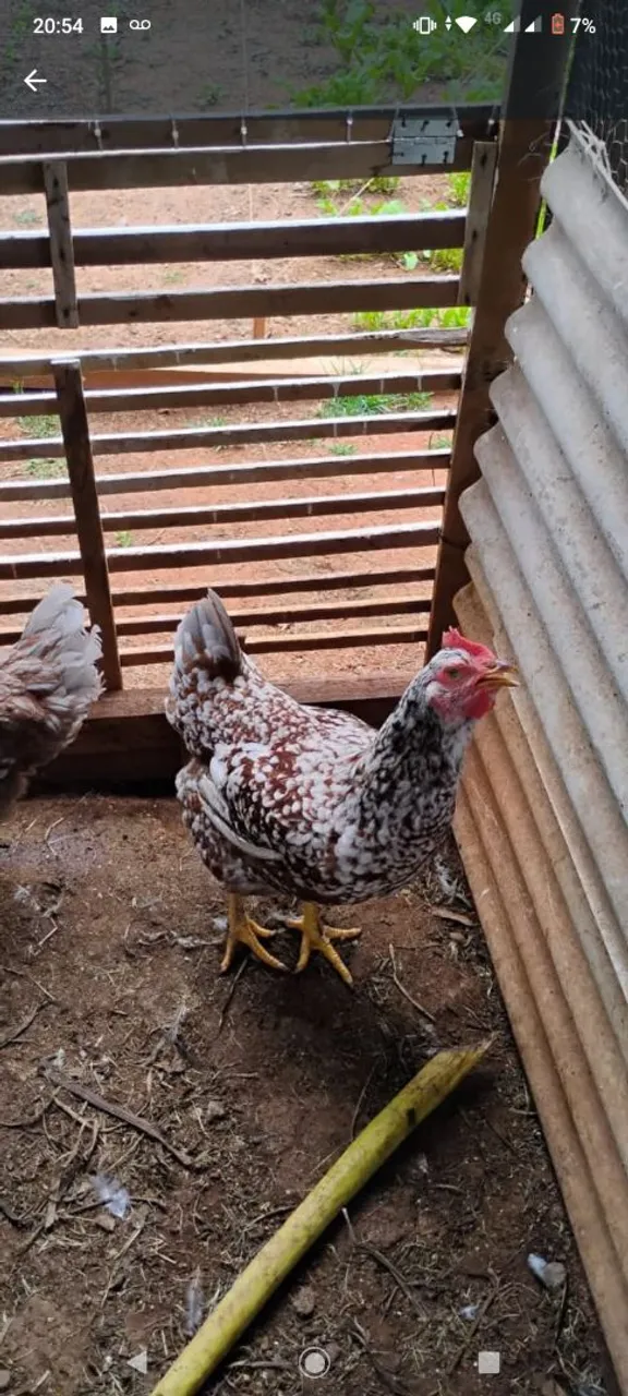 OVOS GALADOS DE GSB BALAO SERTANEJA