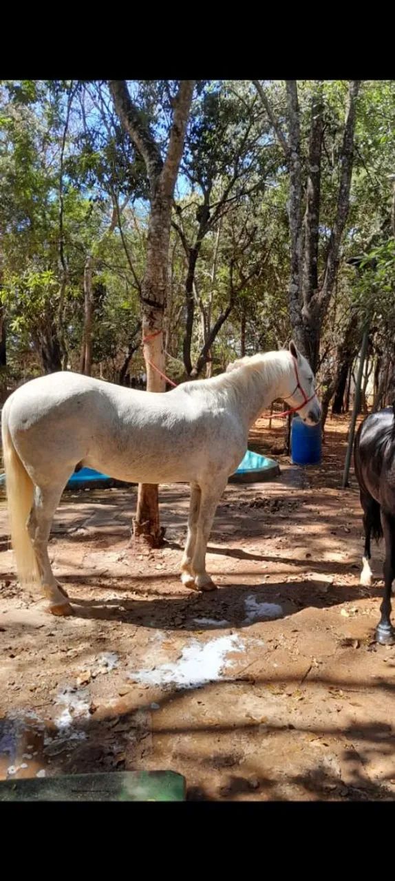 Cavalo ?  - Foto 3