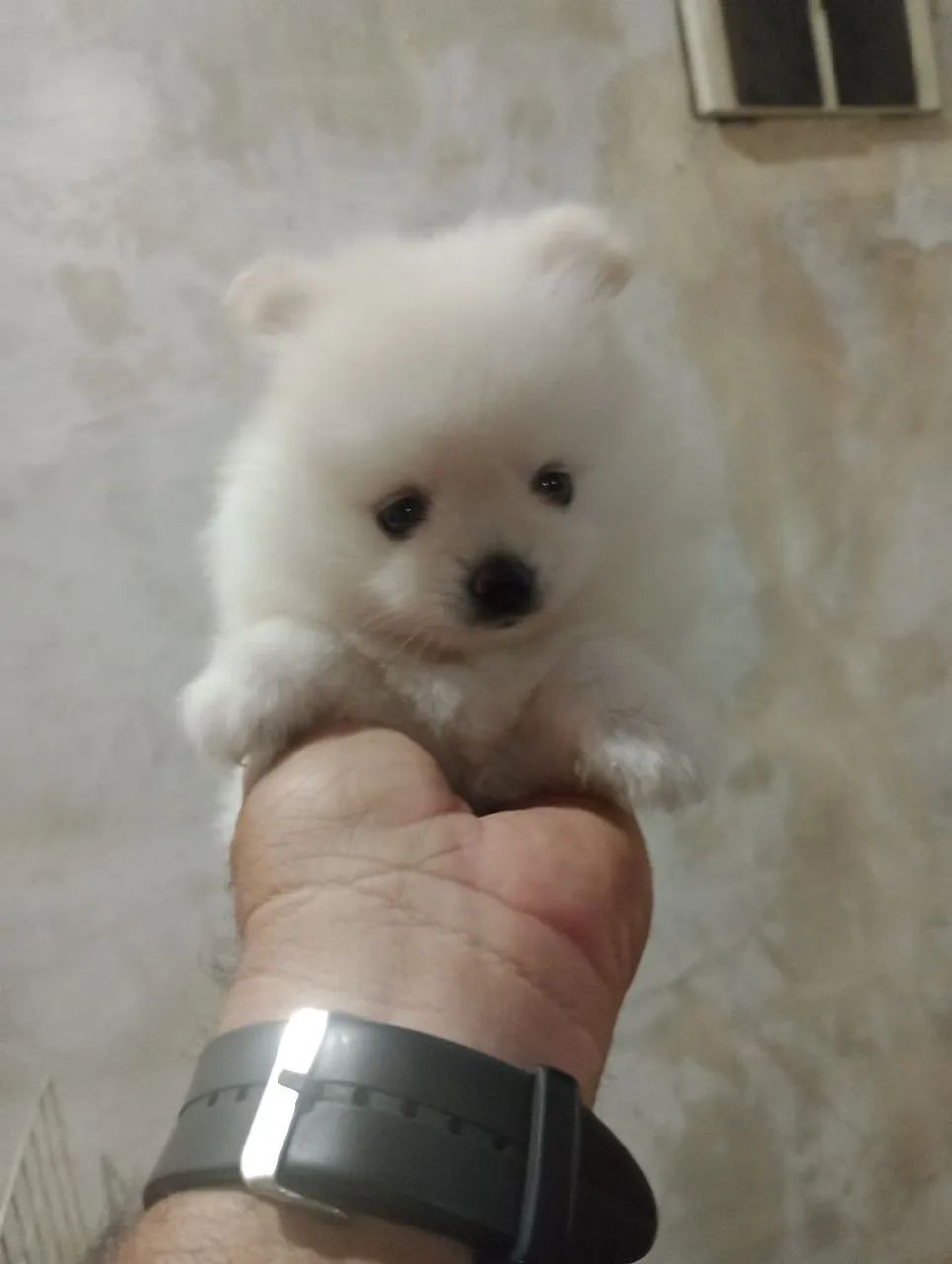 Splitz ALEMÃO anã fêmea filhote  - Foto 6