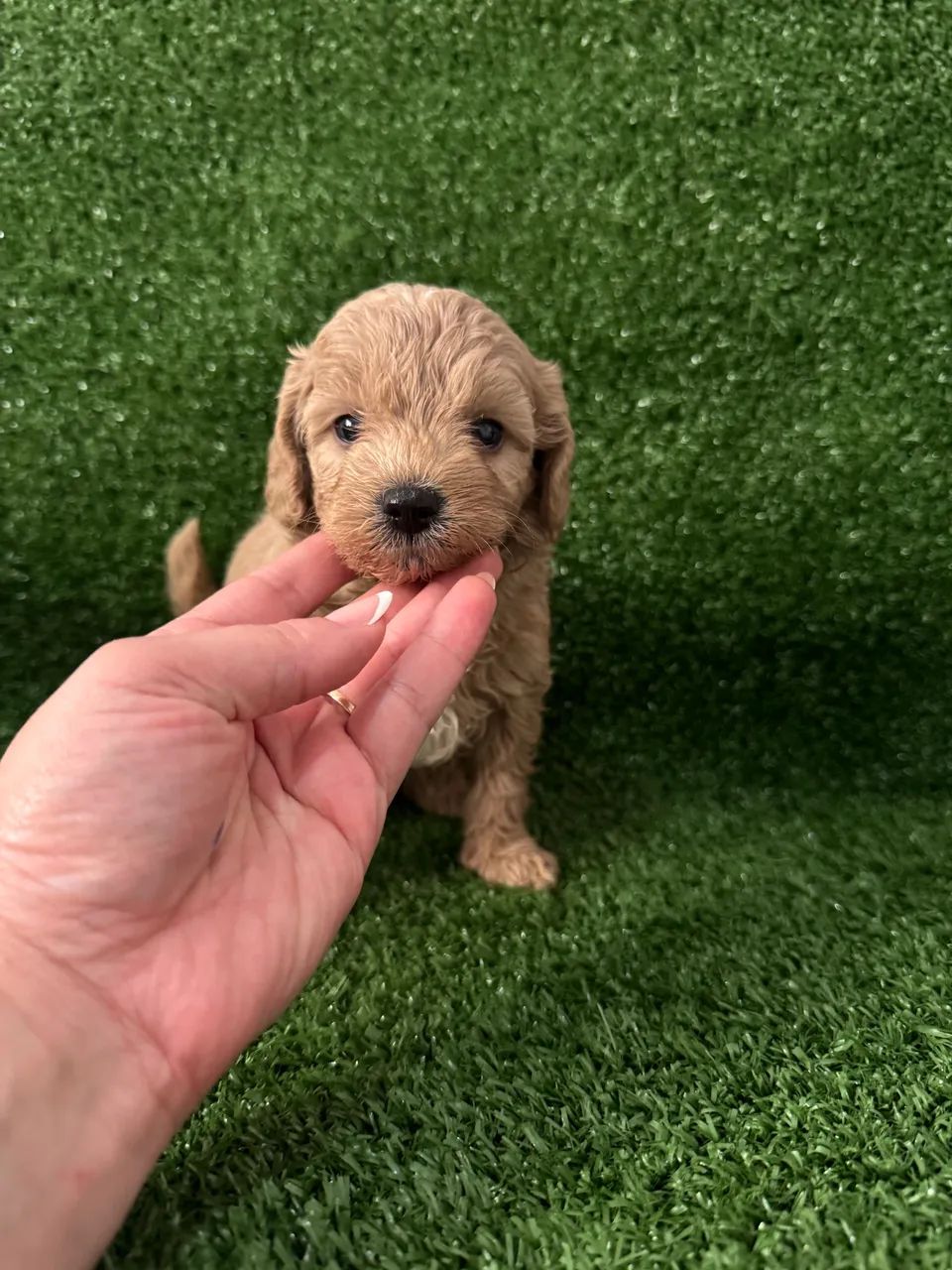 Poodle Toy Red - Filhotes vacinados e vermifugados 