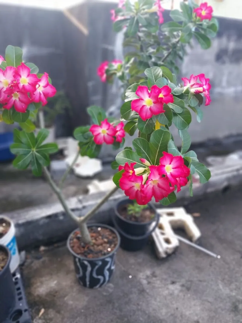 Linda planta com flores rosas