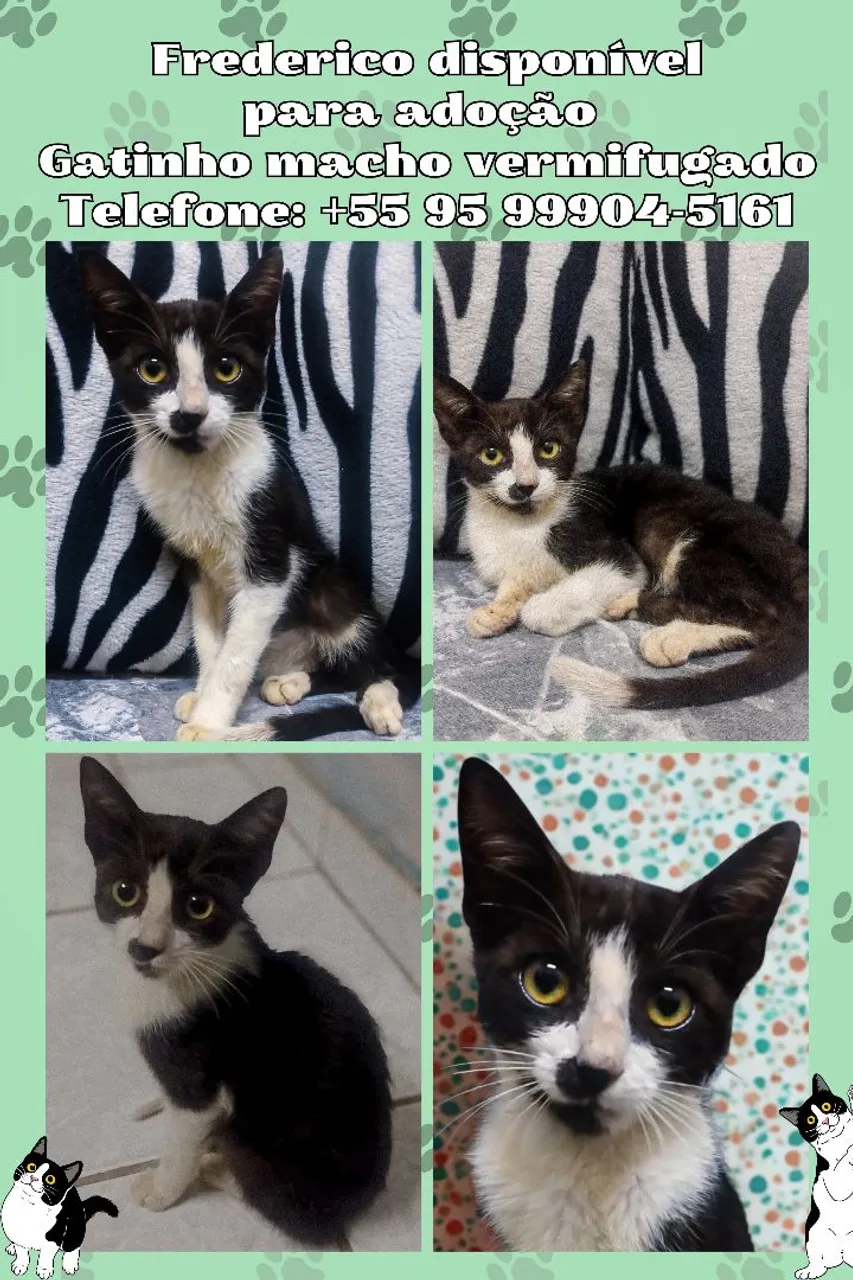 Gatinho - Macho Vermifugado