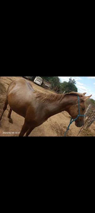 Vendo égua mangalarga 3 anos e meio 