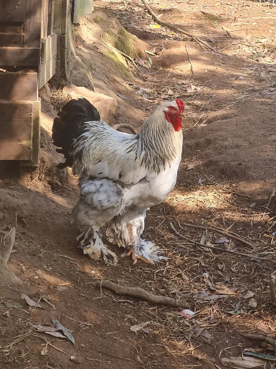 Galo Brahma light Gigante - Linhagem Pura