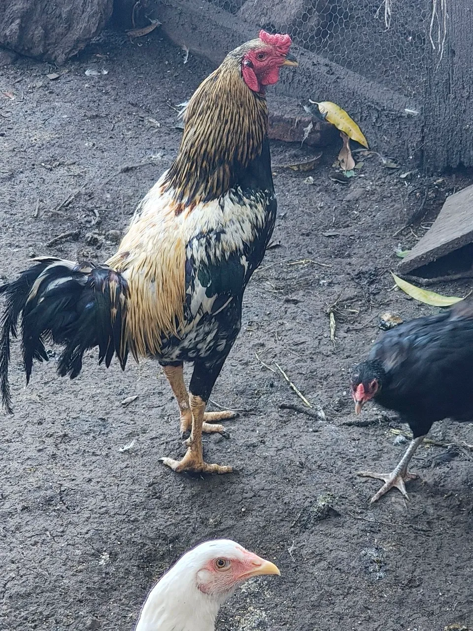 Galos e Galinhas para venda