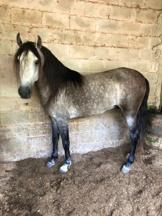 Cavalo Mangalarga Marchador Inteiro e Registrado