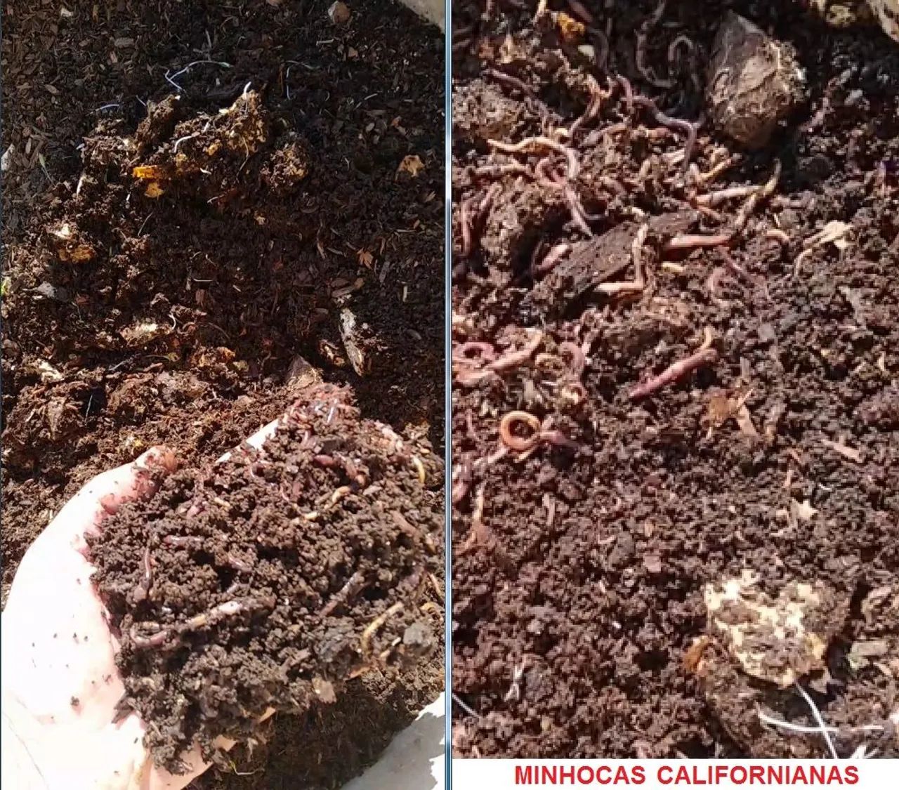 150 Minhoca Californiana - Foto 2