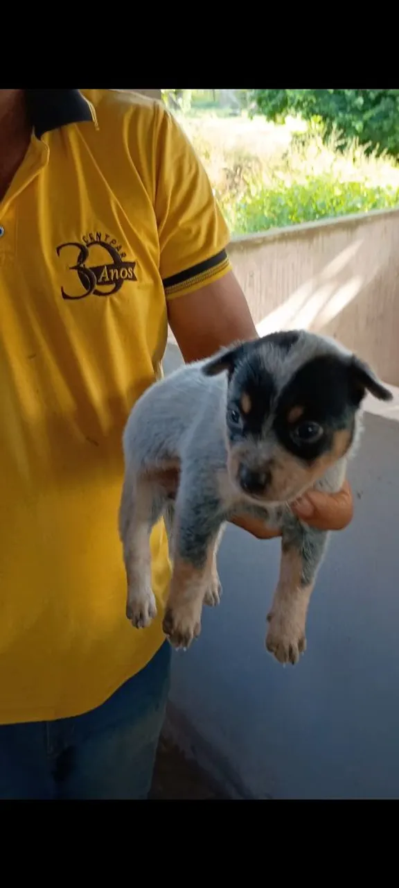 Filhote de boiadeiro australiano/ Blue Heeler 