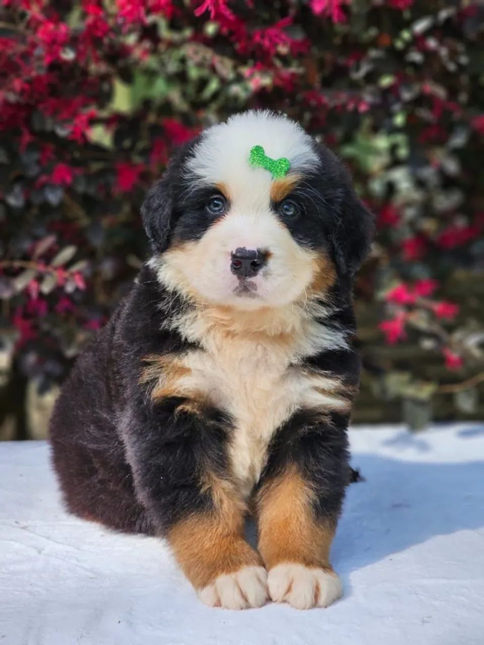 Bernese Mountain Dog 