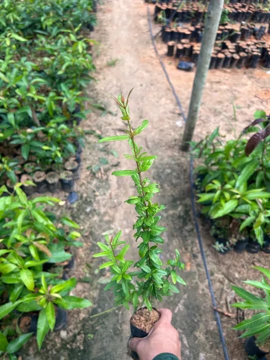 Mudas de plantas para produção rural - Foto 3