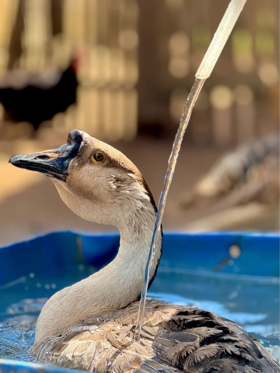 Ganso - animal de estimação - Foto 3