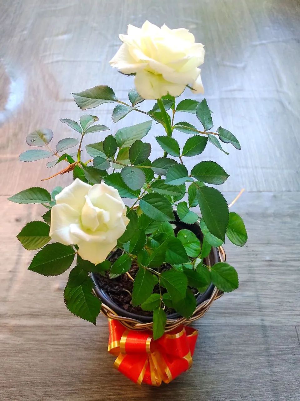 Rosa branca em vaso