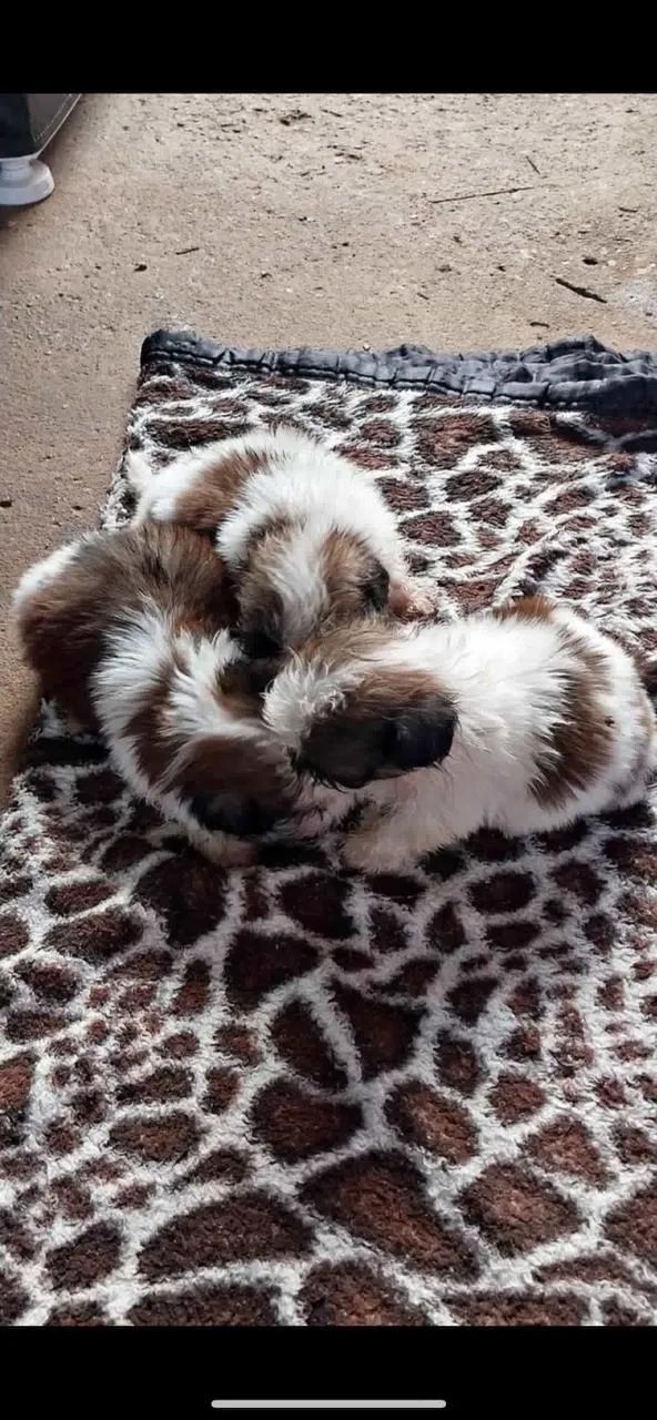 Para doação  - Foto 3