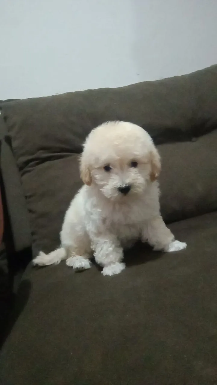 Vendo três meses apenas,macho