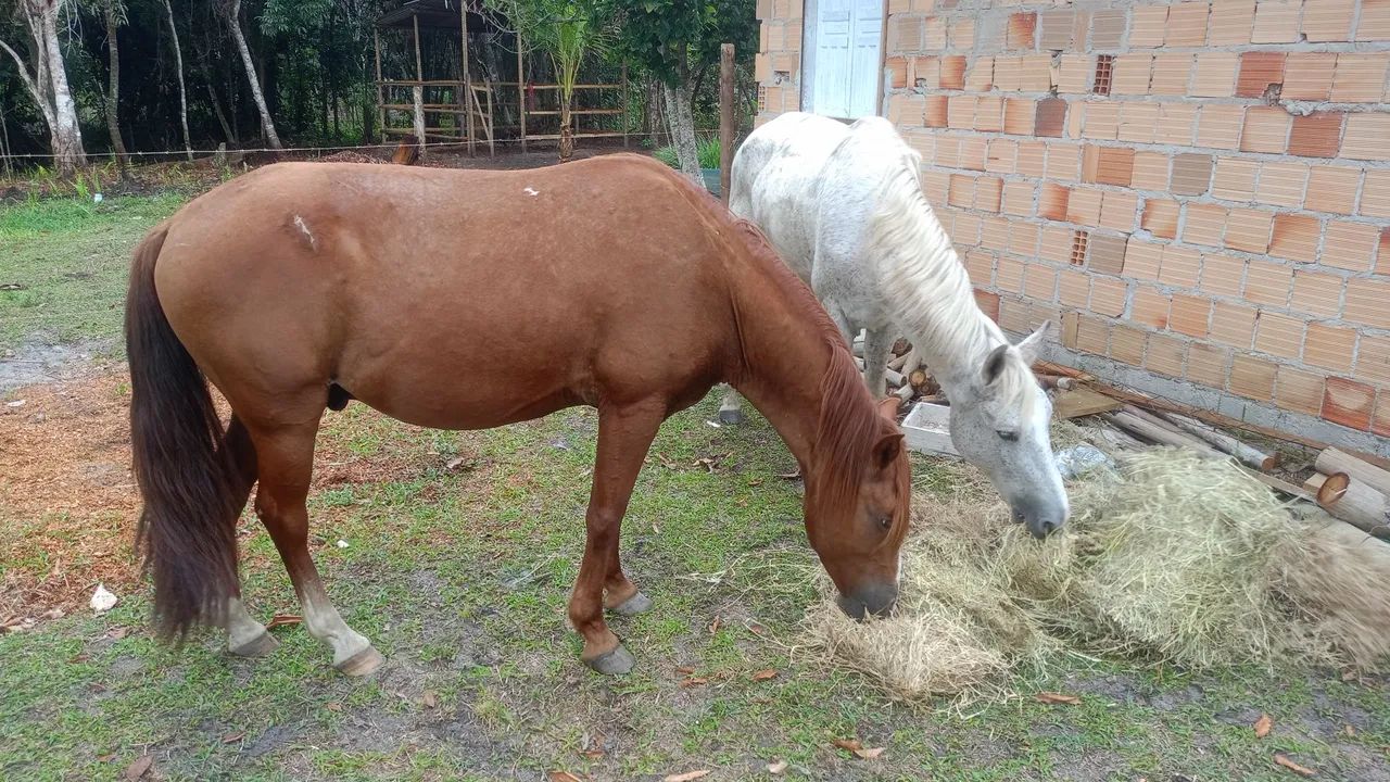 Cavalo alazão 