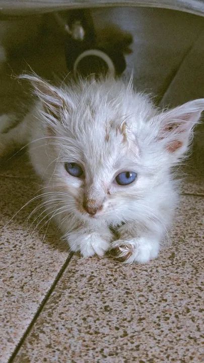 Gatinha branca e cinza disponível para adoção - Foto 5