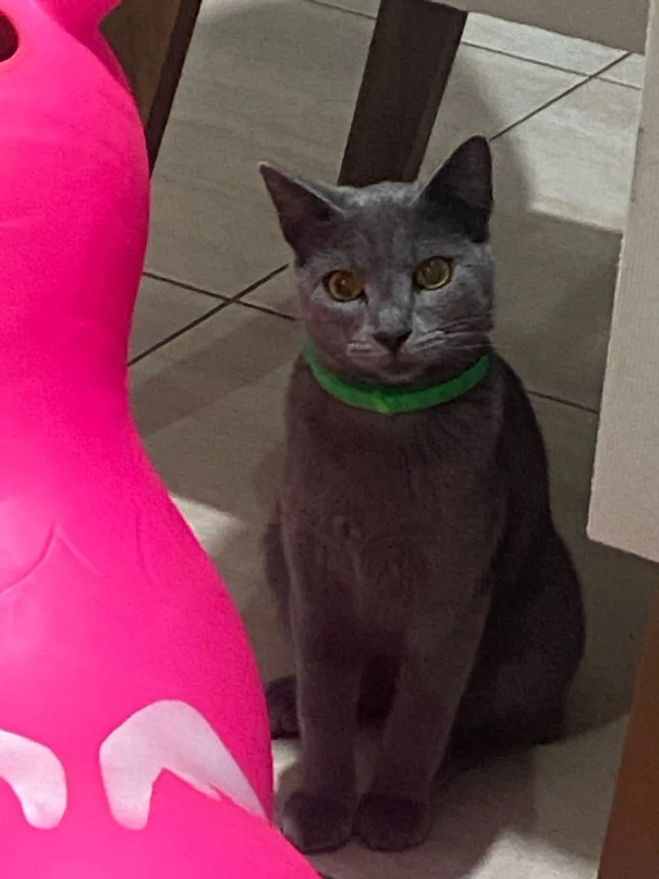 Gatinho cinza macho para adoção