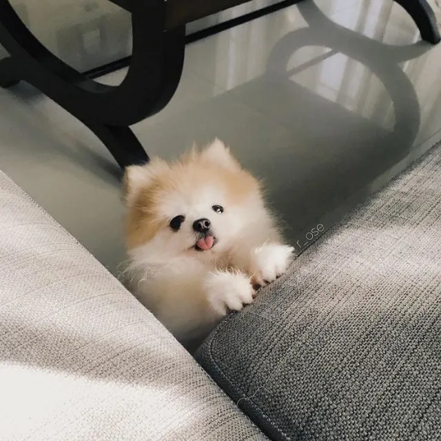 Lulu da Pomerania Filhotes Ja Treinados no Tapetinho