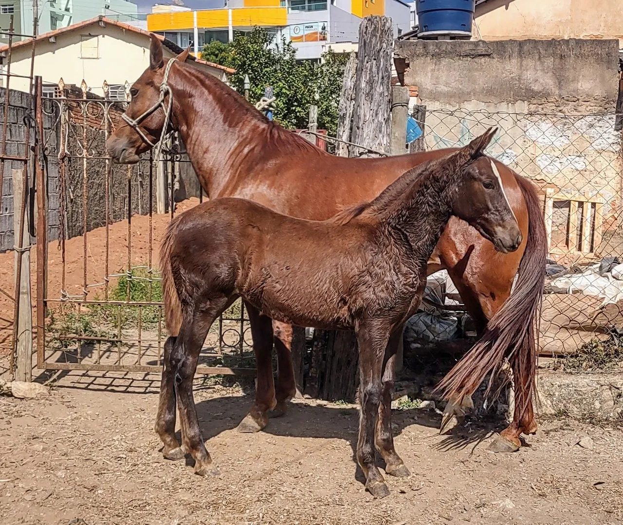 Égua Mangalarga Marchador 