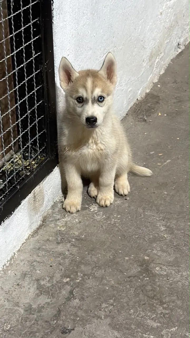 Husky siberiano 