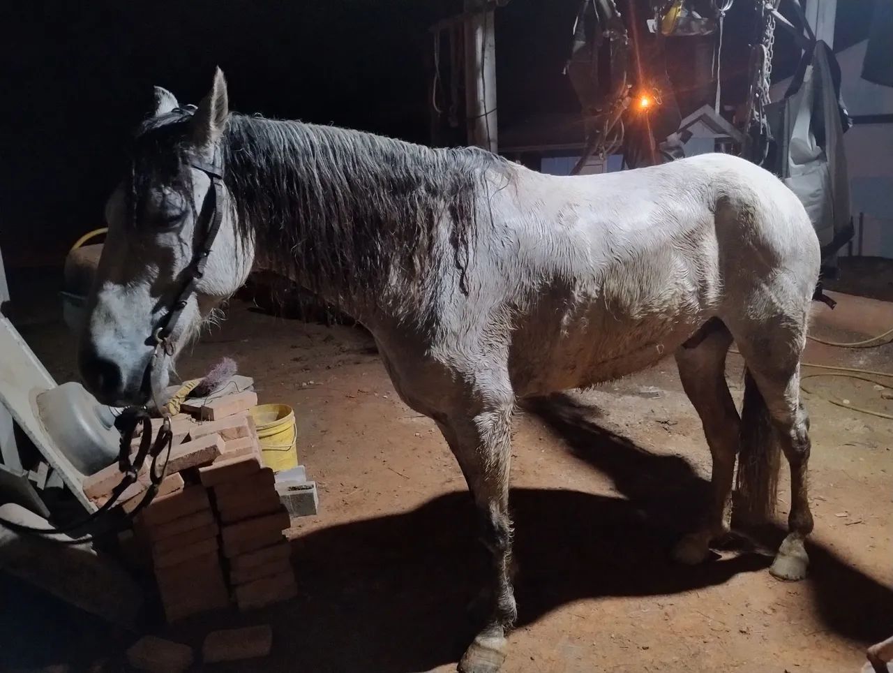 Cavalo 