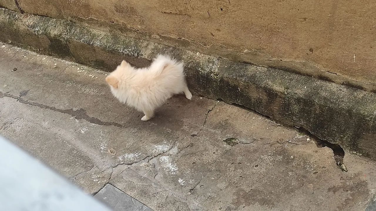 Lulu Pomerânia  - Foto 4