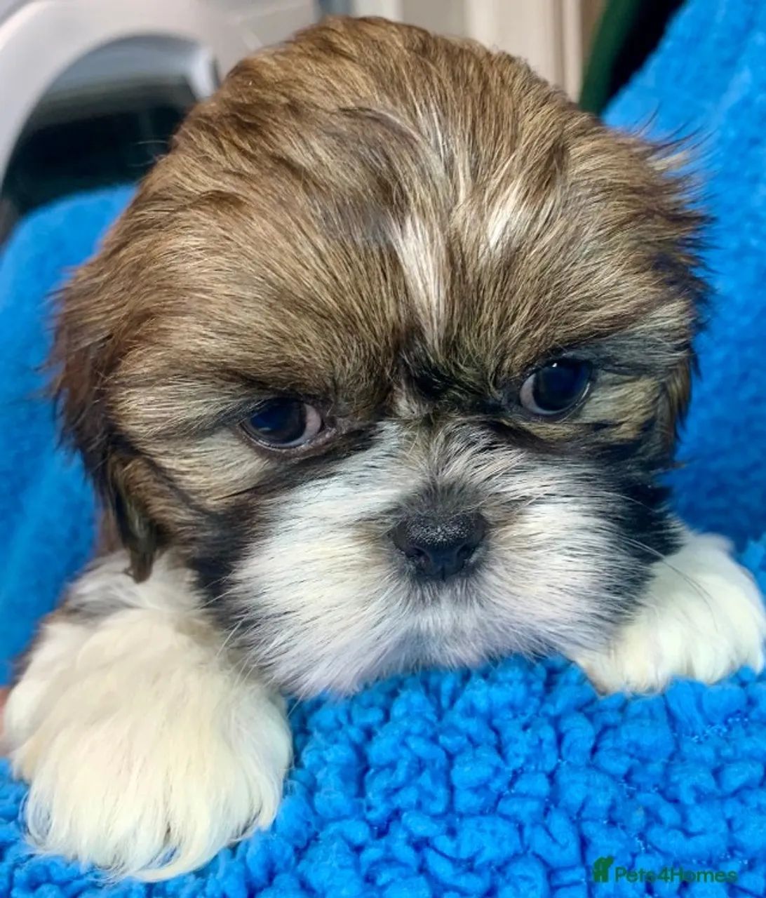 Cãozinho shih tzu/shitzu dócil e saudável com garantia em contrato sp