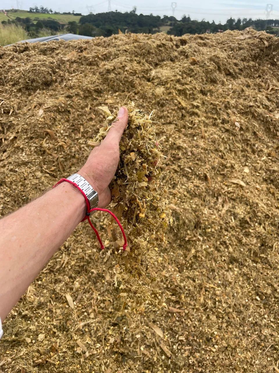 Silagem de Milho 25kg ensacada - Foto 2
