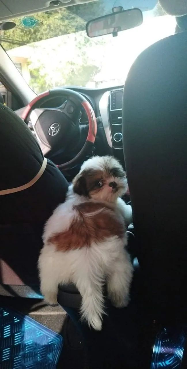 Shih Tzu Mini 