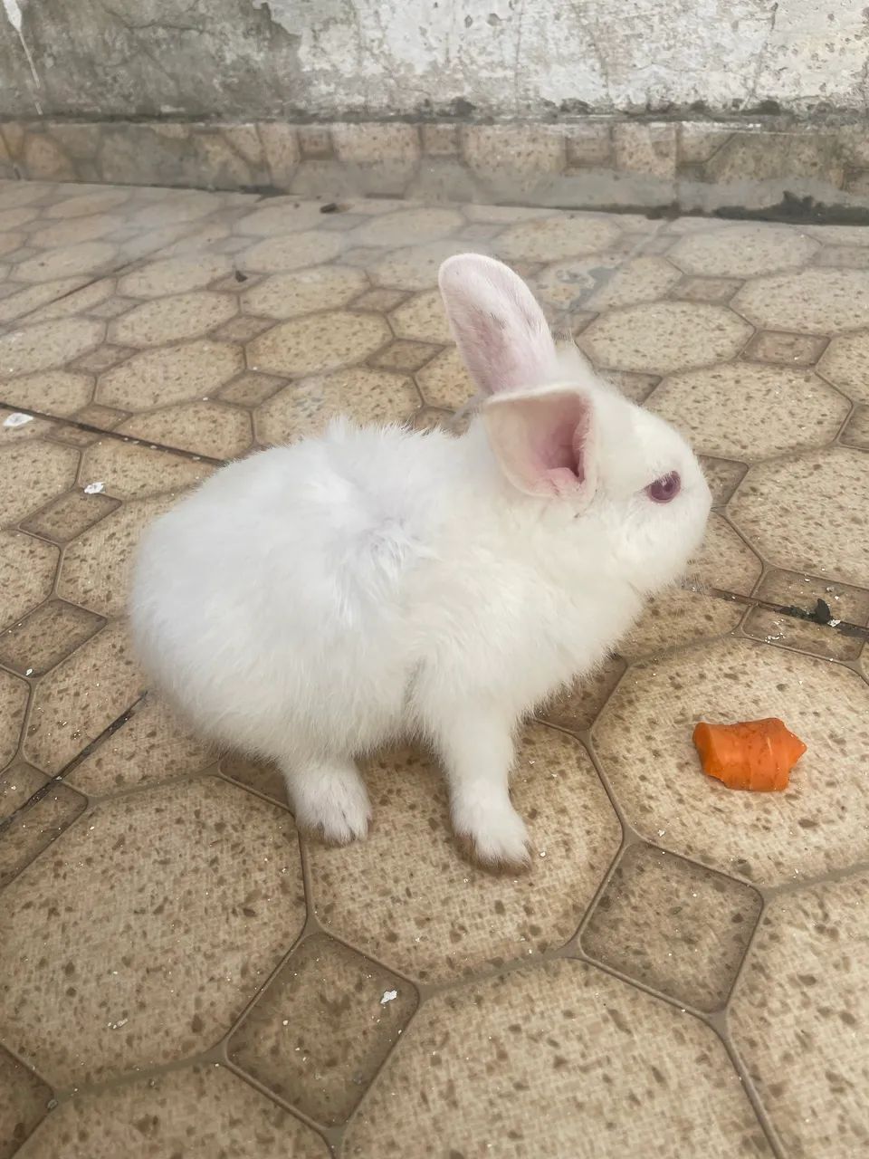 vendo coelhinho 