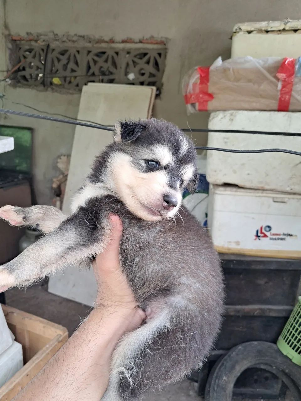 Husky siberiano  - Foto 5