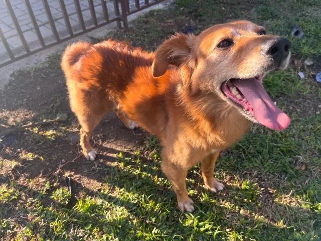 Cachorro doação  - Foto 2
