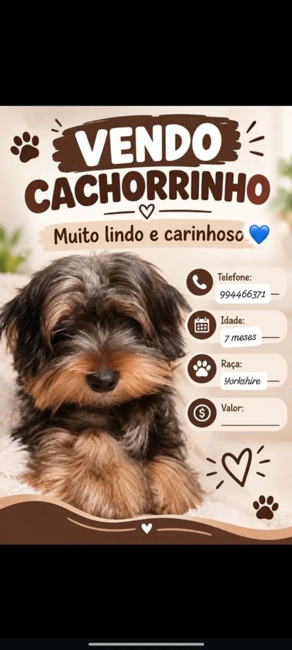 Cachorro yorkshire 
