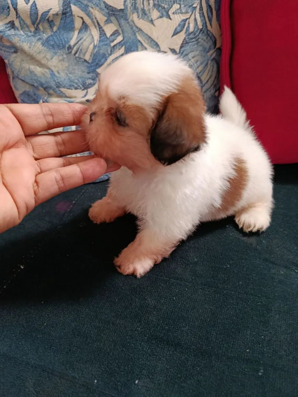 Cachorra Shitzu 