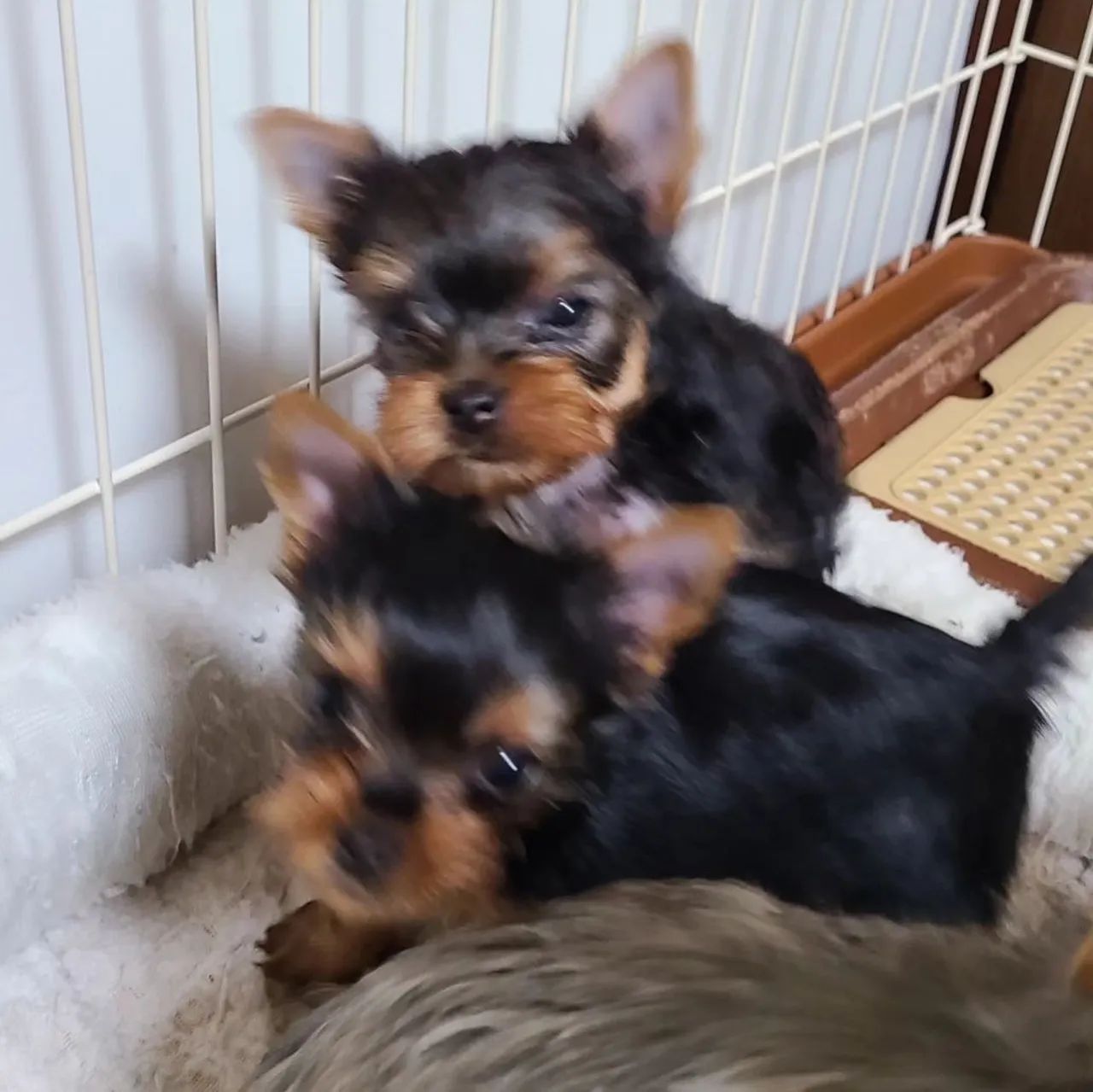 Yorkie Micro Mini Lindíssimo Macho e fêmea 