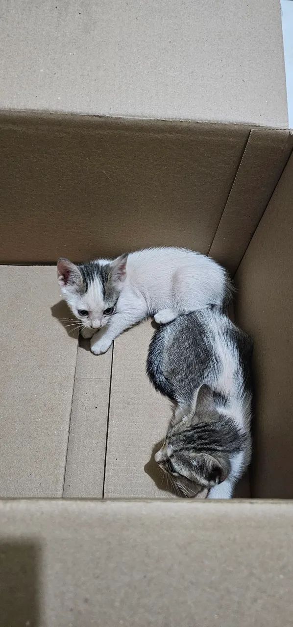 Gato - Foto 4
