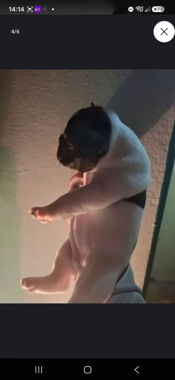 Buldogue Francês  - Foto 2