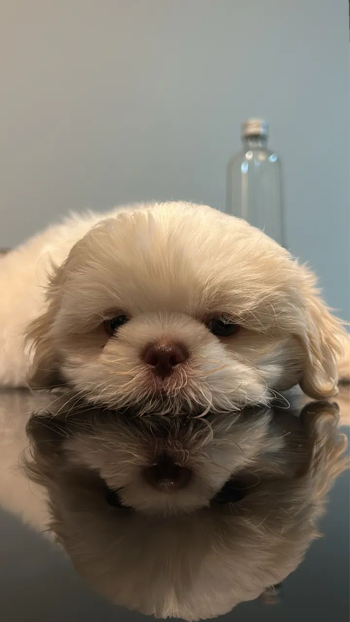 Cachorro shitzu macho  - Foto 4