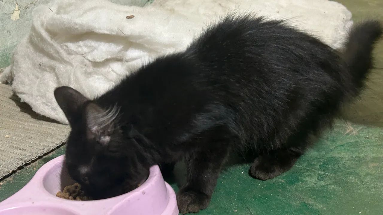 Doação de gato (filhote fêmea) - Foto 3