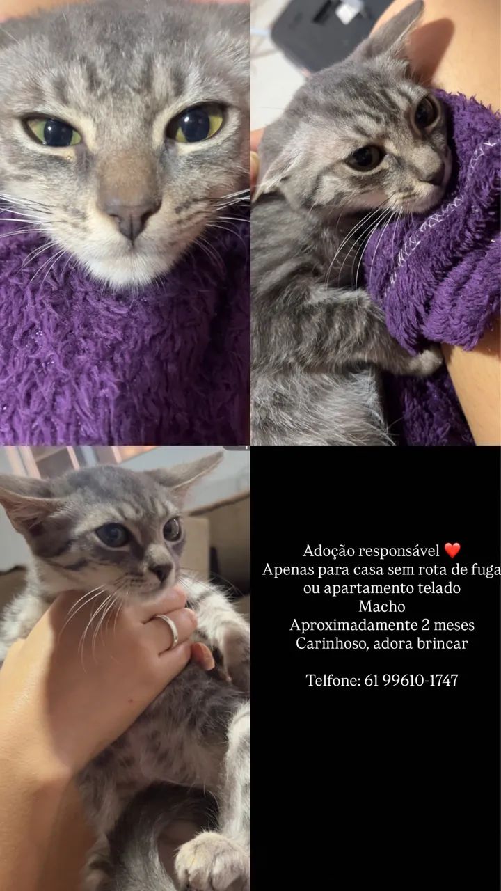 adoção gatos - Foto 3