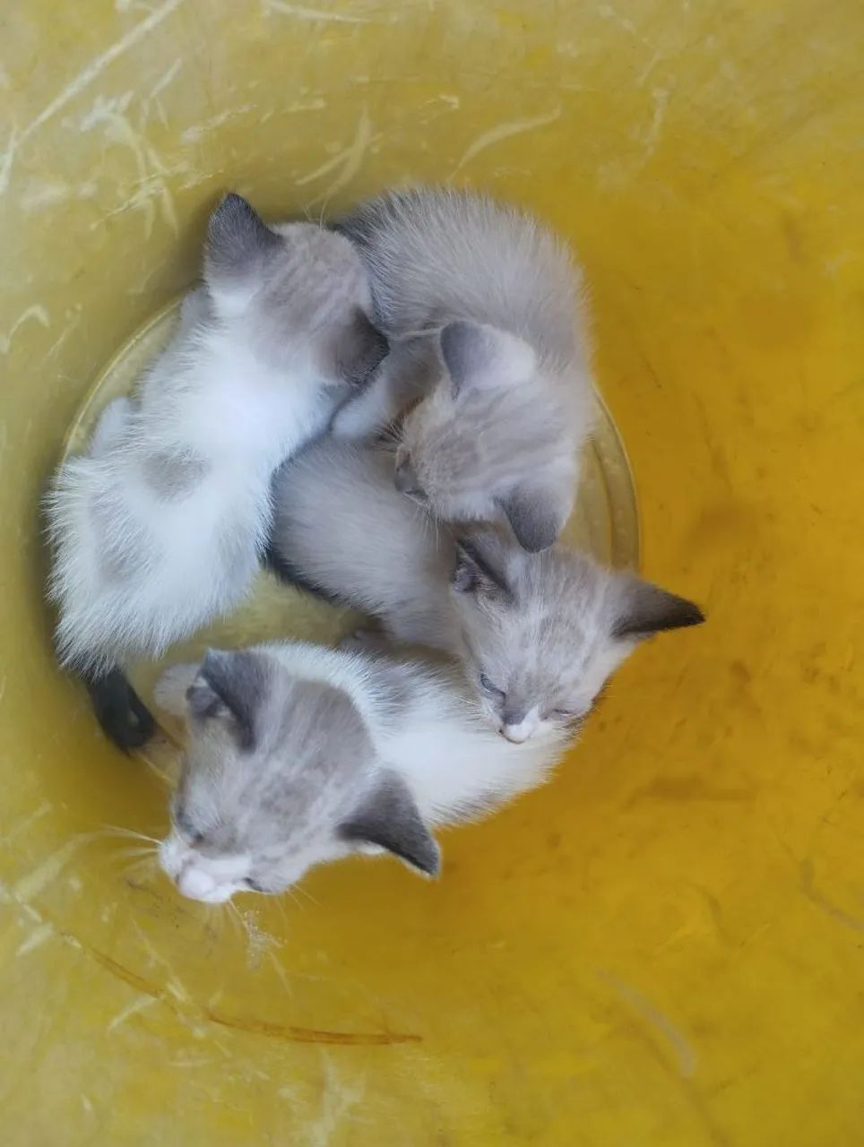 Gatos pra doação  - Foto 2