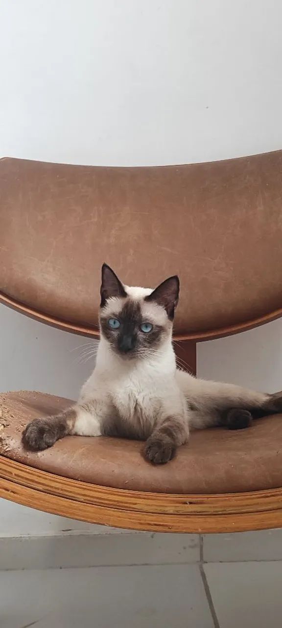 Gata siamês, castrada  - Foto 5
