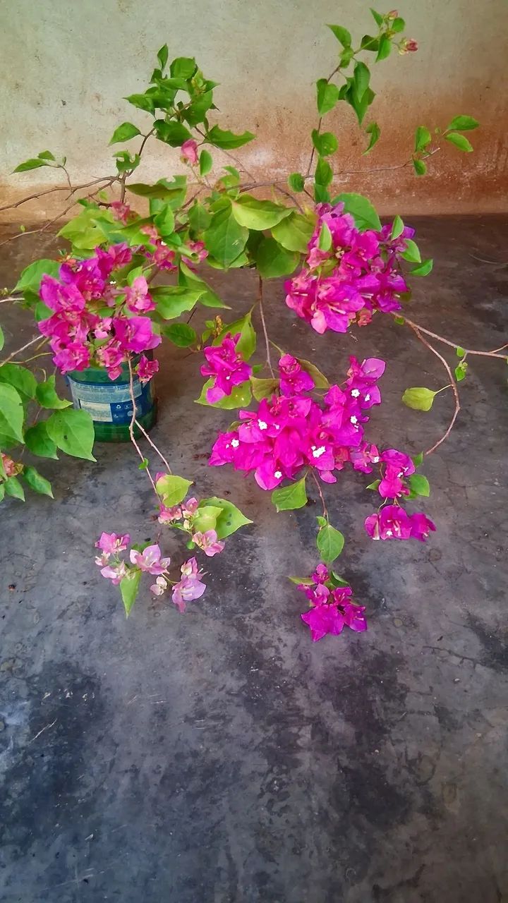 Primavera cor de rosa  - Foto 5