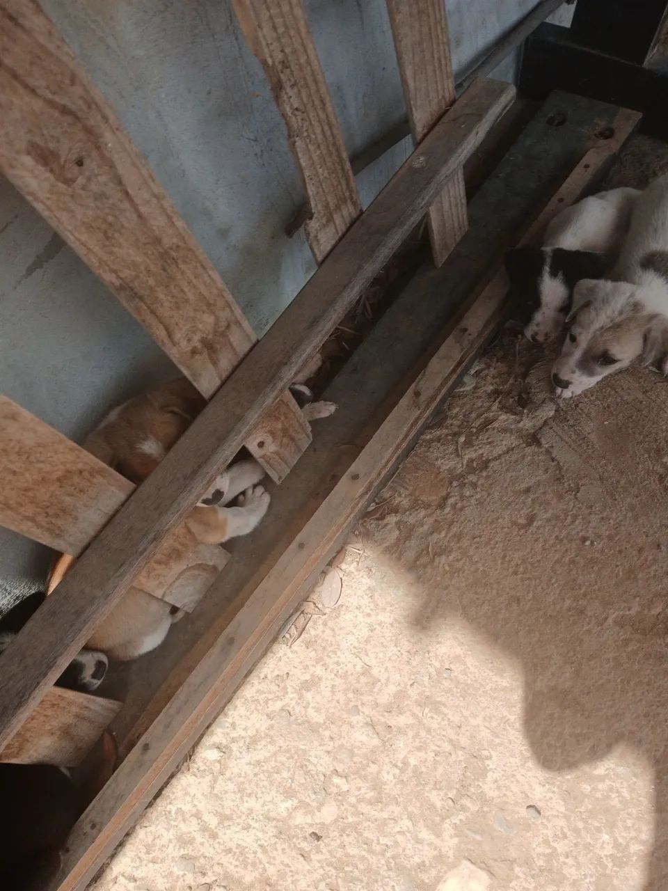 Cachorros para adoção. - Foto 3