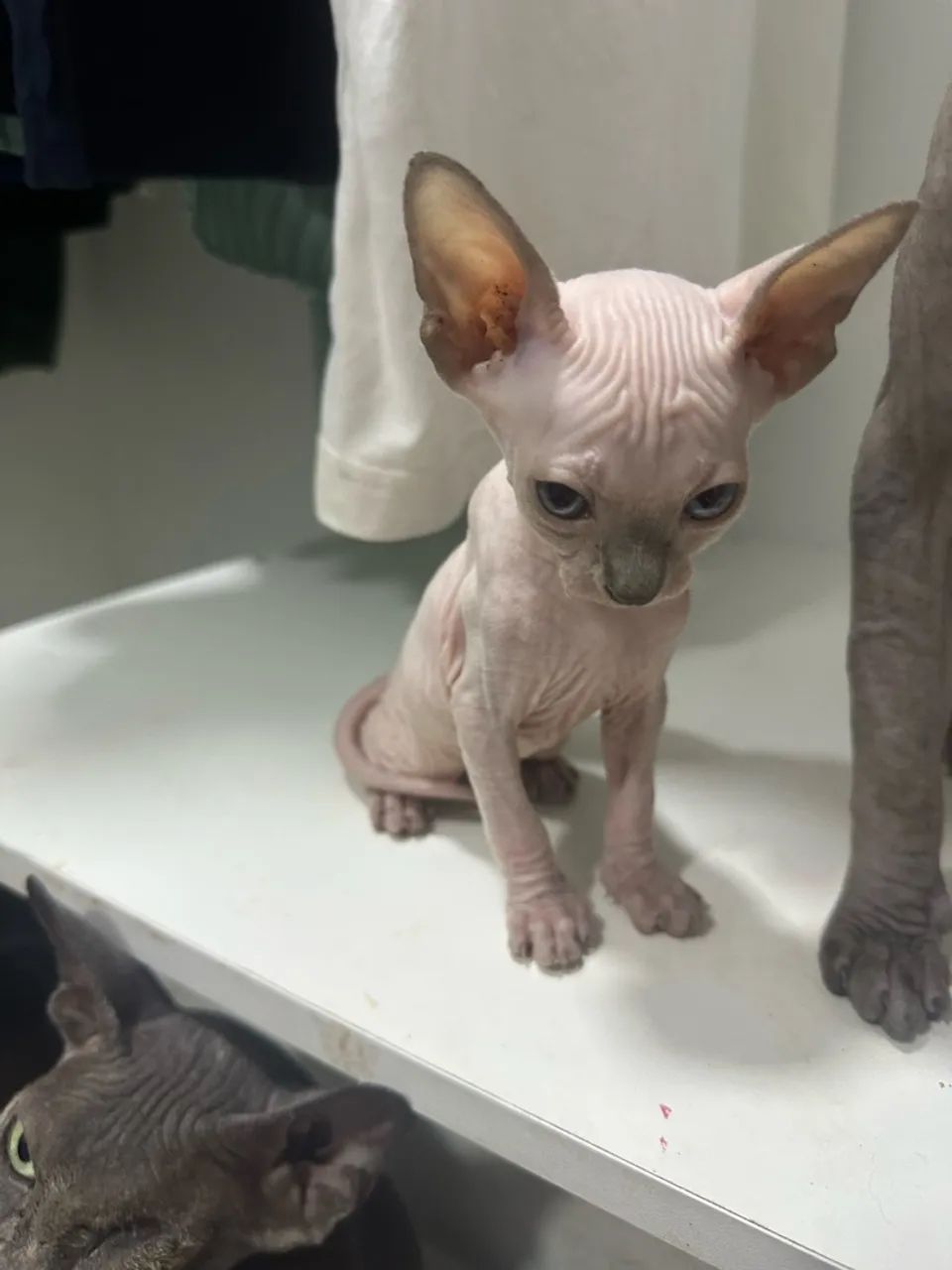 Sphynx  - Foto 2
