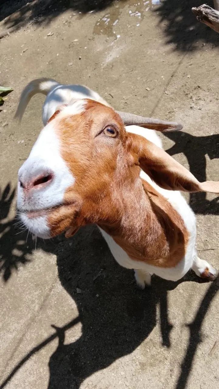 Cabra bôer 700 reais 