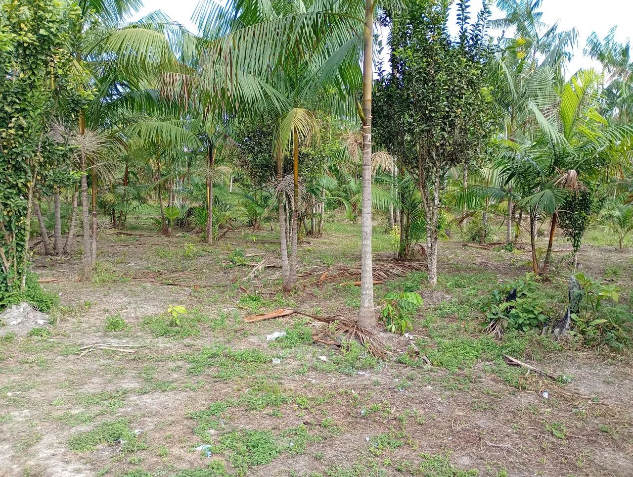 vende se um sítio  - Foto 2